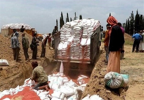 اتلاف 171 طن من البذور الفاسدة مقدمة من "الفاو" كمساعدات للشعب اليمني