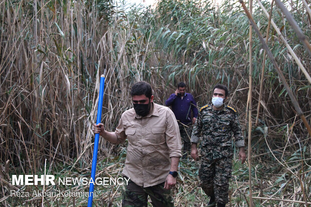 Forces mobilized to extinguish wildfire of Anzali Lagoon
