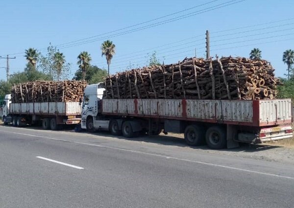 کشف ۲۰ تن چوب قاچاق در ملارد/یک متهم دستگیر شد