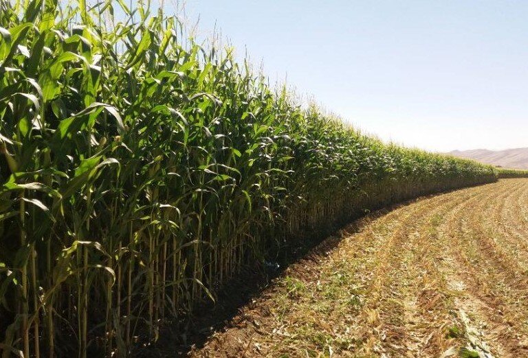 کشت ذرت بذری در ۱۷۶ هکتار از مزارع کشاورزی استان قزوین