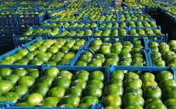 پیش بینی تولید ۴۳۰ هزار تن نارنگی در مازندران