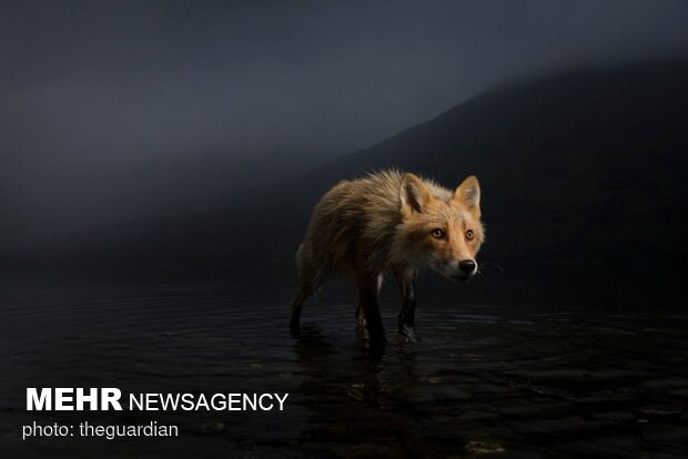 برترین تصاویر مسابقه عکاسی حیات وحش ۲۰۲۱