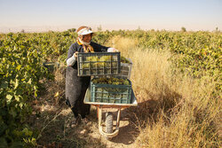تاکداران خراسان شمالی طعم شیرین انگور را نمی‌چشند/ صادرات محصولی استراتژیک در محاق