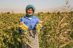 Harvesting grapes in North Khorasan