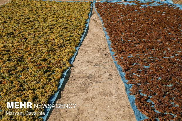 Harvesting grapes in North Khorasan
