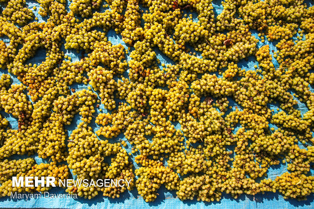 Harvesting grapes in North Khorasan
