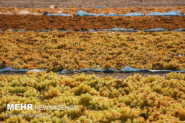 Harvesting grapes in North Khorasan
