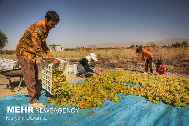 Harvesting grapes in North Khorasan
