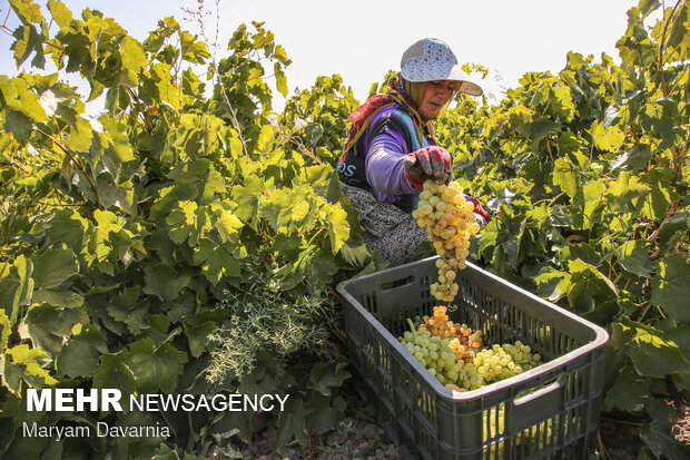 Harvesting grapes in North Khorasan
