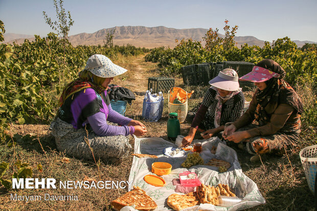 Harvesting grapes in North Khorasan
