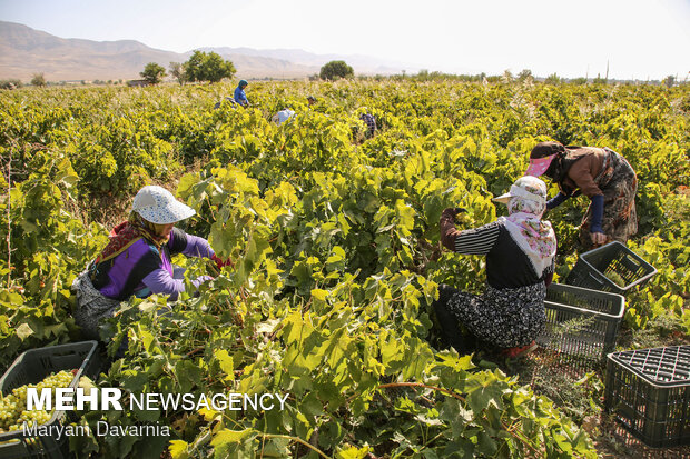 Harvesting grapes in North Khorasan
