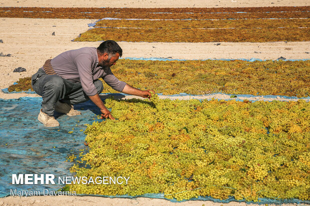 Harvesting grapes in North Khorasan
