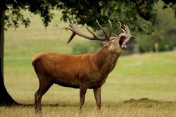 VIDEO: Endangered Red deer in Central Alborz Protected Area