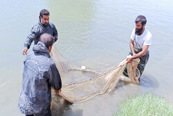 پیش بینی تولید ۷۵ هزار بچه ماهی در شهرستان مهرستان
