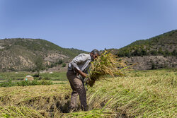 İran'da geleneksel çeltik hasadı