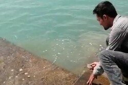 یک قطعه لاک‌پشت کمیاب پوزه عقابی در ساحل بندر ریگ رهاسازی شد