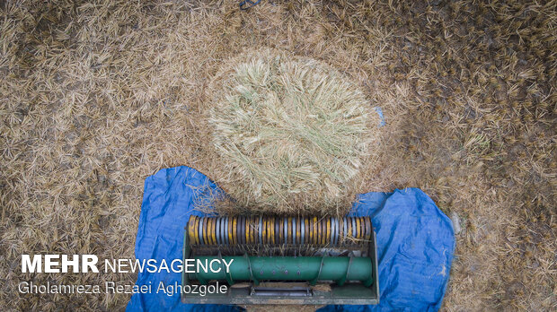برداشت سنتی برنج در مازندران