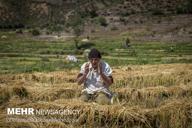 برداشت سنتی برنج در مازندران