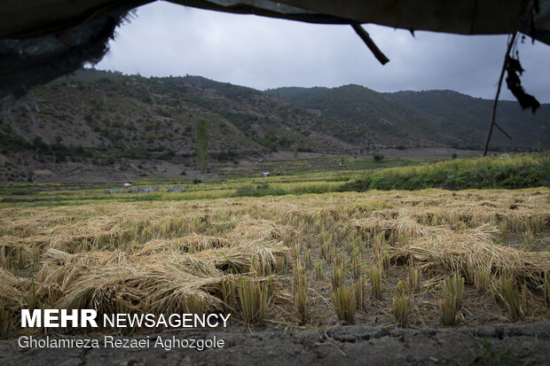 برداشت سنتی برنج در مازندران