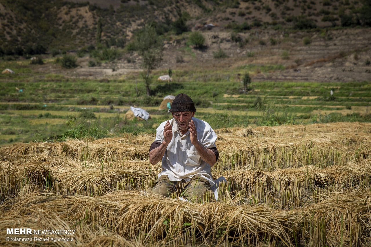 هشدار سازمان حفظ نباتات درباره افزایش آفت شب پره در کشت مجدد برنج