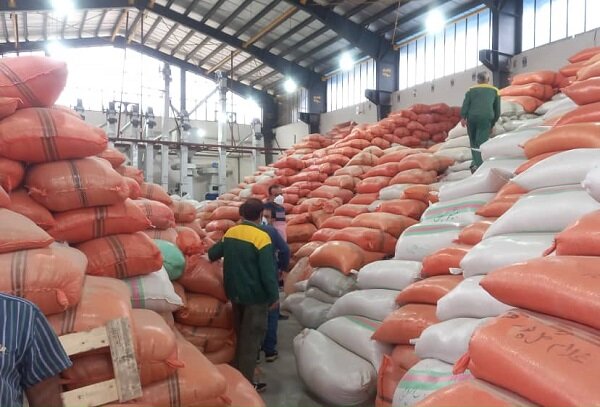 واردات دوسر سود برنج برای مافیا/ شالیکار مات شد!