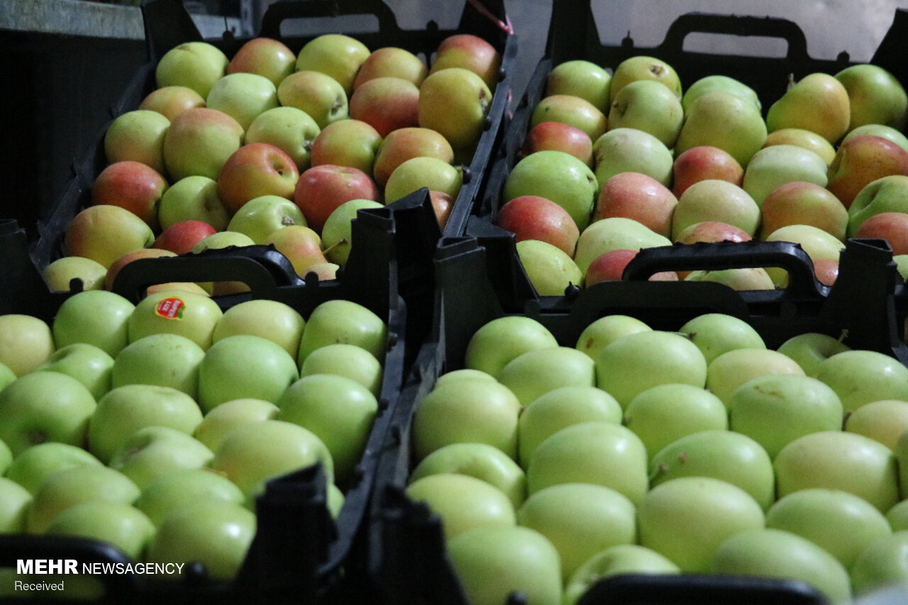 ظرفیت سردخانه های استان از میزان سیب تولیدی بسیار کمتر است