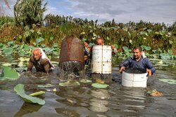 مراسم سنتی چپی زنی در بابلسر