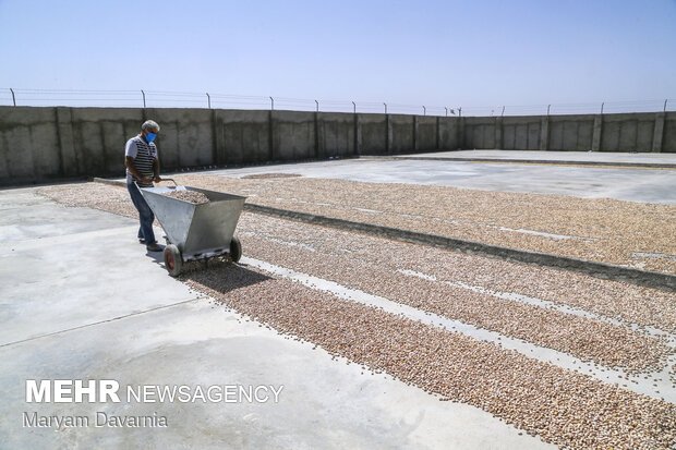 Pistachio harvest in Jajarm
