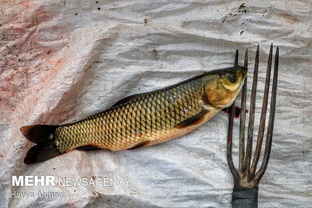 صید ماهی به روش سنتی (چپی زنی) در رودبست بابلسر