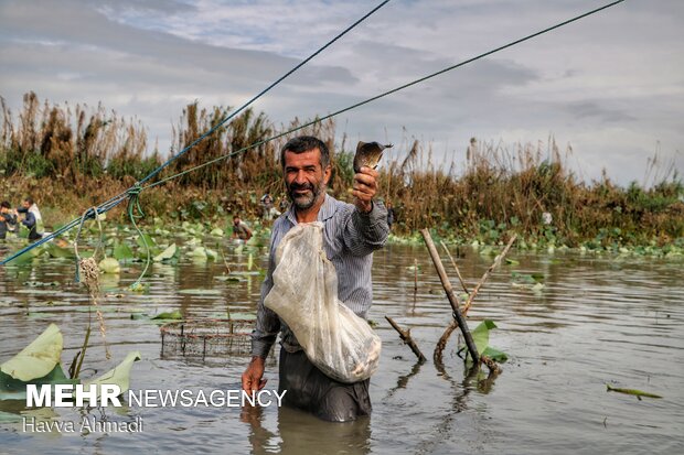 آیین سنتی چپی زنی در مازندران