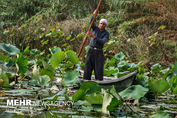 آیین سنتی چپی زنی در مازندران