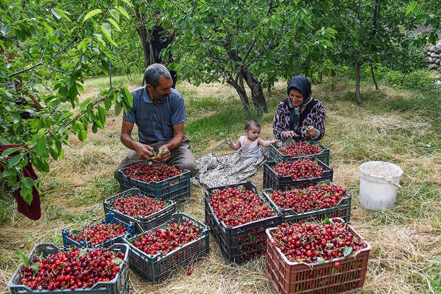سطح زیر کشت محصولات باغی در همدان بیش از  ۸۳ هزار هکتار است