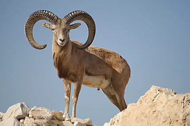 شکارچی غیرمجاز بز کوهی در دورود دستگیر شد