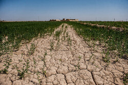 ۴ هزار هکتار از مزارع گندم داراب بر اثر خشکسالی از بین رفت