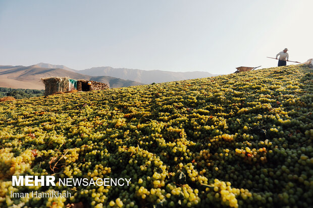 استحصال کشمش در روستای توسک ملایر