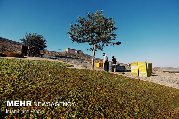 استحصال کشمش در روستای توسک ملایر