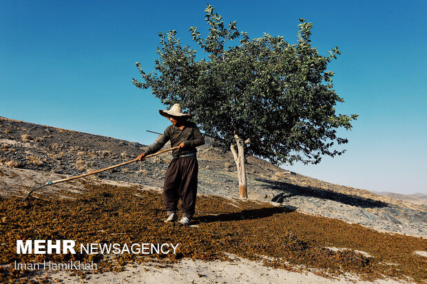 استحصال کشمش در روستای توسک ملایر