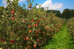 تولید ۲۷۵ هزار تن سیب و گلابی در خراسان رضوی/ صادرات ۳۰ درصد تولیدات