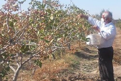 برداشت ۳ هزار تن پسته خشک از باغات پسته شهرستان شهربابک