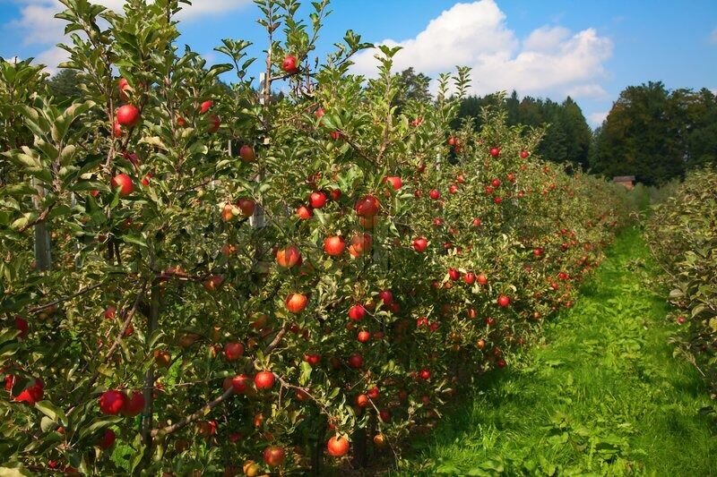 تولید ۲۷۵ هزار تن سیب و گلابی در خراسان رضوی