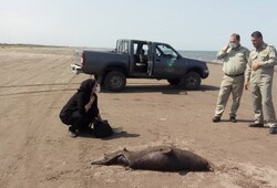 کشف لاشه ۲ فک خزری در کیاشهر/ علت مرگ در دست بررسی است