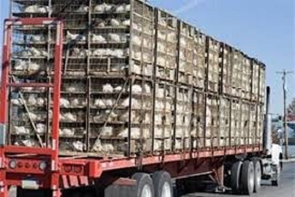 توقیف کامیون حامل ۴ هزار و ۲۰۰ قطعه مرغ زنده فاقد مجوز در سرایان
