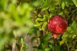 VIDEO: Pomegranate orchards in Shahreza