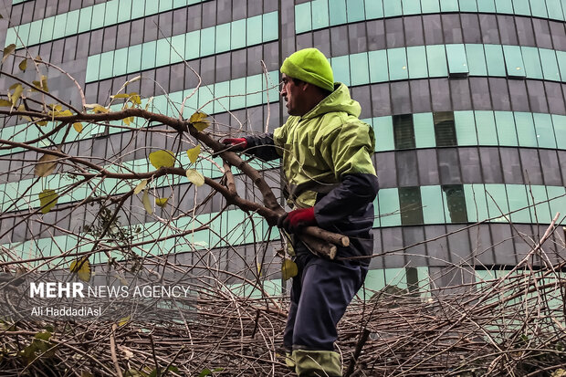 ماموران شهرداری هر ساله با شروع فصل سرما درختان را هرس می کنند