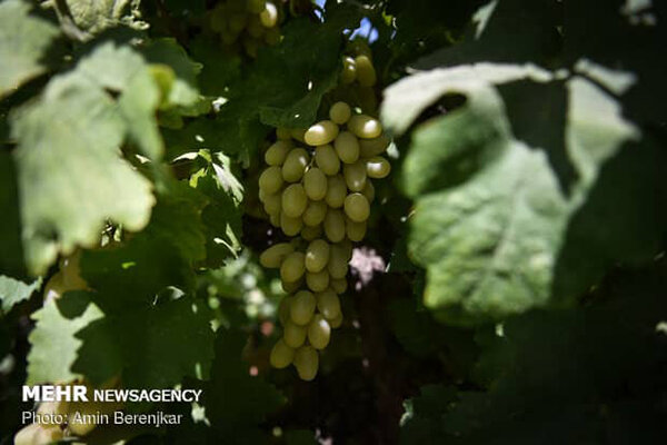 عطش باغات انگور در دیار خوشه‌های طلایی/ ۱۲۵هزارتن محصول ازبین رفت