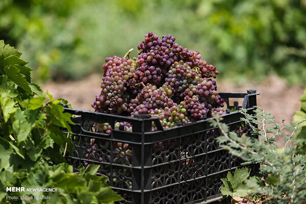 عطش باغات انگور در دیار خوشه‌های طلایی/۱۲۵هزار تن محصول ازبین رفت