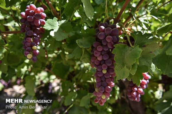 عطش باغات انگور در دیار خوشه‌های طلایی/ ۱۲۵هزارتن محصول ازبین رفت
