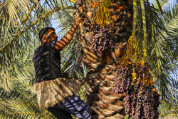 Harvesting date in Khouzestan