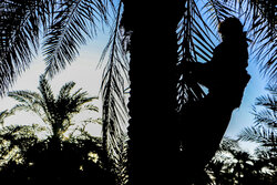 دعوت از ۱۵ کشور برای حضور در دومین بزرگداشت روز ملی خرمای ایران