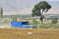 برداشت انگور از تاکستان های خنداب